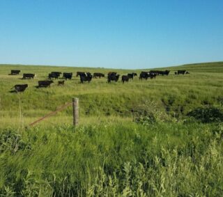 Black cows in pasture