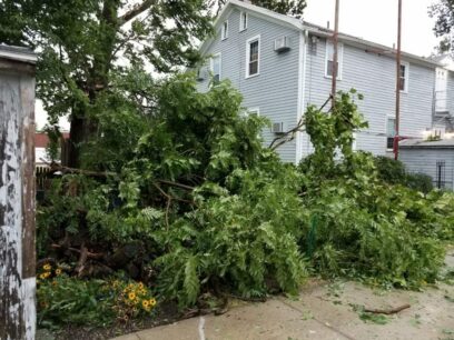 Derecho tree damage