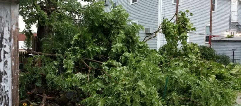 Derecho tree damage