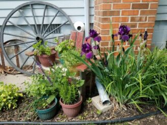 Purple Iris and wagon wheel