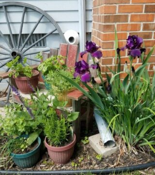 Purple Iris and wagon wheel