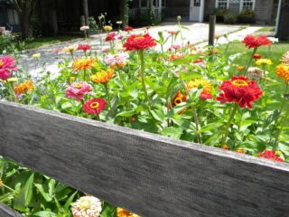 zinnias